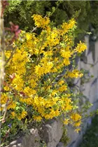 Forsythia x intermedia - Forsythie Forsythia x intermedia - Forsythie
