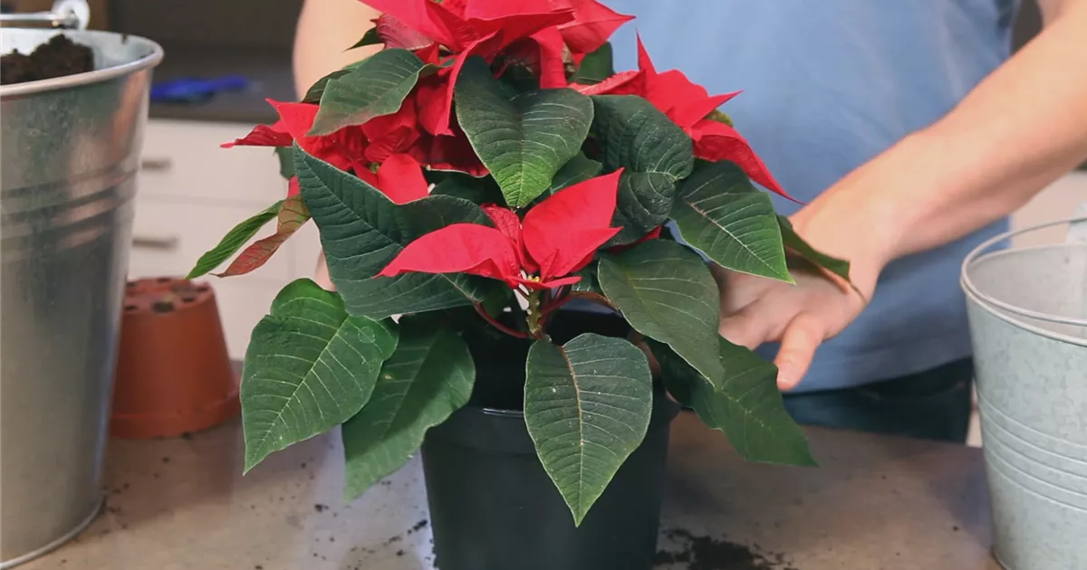  - Weihnachtsstern - Einpflanzen in ein Gefäß