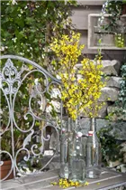 Forsythia x intermedia - Forsythie Forsythia x intermedia - Forsythie