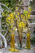 Forsythia x intermedia - Forsythie Forsythia x intermedia - Forsythie