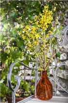 Forsythia x intermedia - Forsythie Forsythia x intermedia - Forsythie