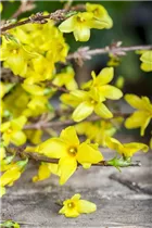 Forsythia x intermedia - Forsythie Forsythia x intermedia - Forsythie