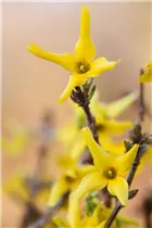 Forsythia x intermedia - Forsythie Forsythia x intermedia - Forsythie