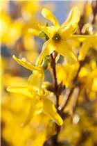 Forsythia x intermedia - Forsythie Forsythia x intermedia - Forsythie