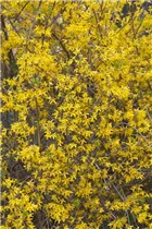 Forsythia x intermedia 'Lynwood' - Forsythie 'Lynwood'