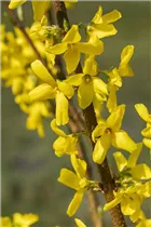 Forsythia x intermedia 'Mindor'® - Garten-Forsythie 'Mindor'®