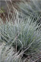 Festuca cinerea 'Azurit' - Blau-Schwingel 'Azurit' Festuca cinerea 'Azurit' - Blau-Schwingel 'Azurit'