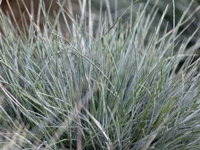 Festuca cinerea 'Azurit' - Blau-Schwingel 'Azurit' Festuca cinerea 'Azurit' - Blau-Schwingel 'Azurit'