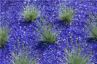 Festuca cinerea 'Azurit' - Blau-Schwingel 'Azurit' Festuca cinerea 'Azurit' - Blau-Schwingel 'Azurit'