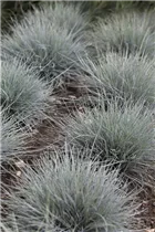 Festuca cinerea 'Azurit' - Blau-Schwingel 'Azurit' Festuca cinerea 'Azurit' - Blau-Schwingel 'Azurit'