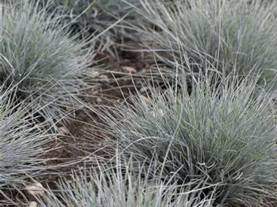Festuca glauca 'Typ Uchte' - Blau-Schwingel 'Typ Uchte' Festuca glauca 'Typ Uchte' - Blau-Schwingel 'Typ Uchte'