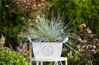 Festuca cinerea 'Azurit' - Blau-Schwingel 'Azurit' Festuca cinerea 'Azurit' - Blau-Schwingel 'Azurit'