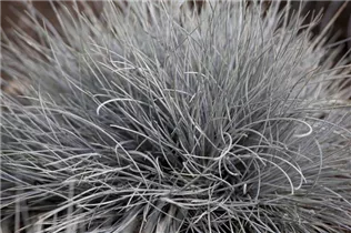 Festuca cinerea 'Eisvogel' - Garten-Blau-Schwingel