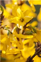 Forsythia x intermedia 'Mikador'® - Forsythie 'Mikador'®