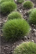 Festuca gautieri 'Pic Carlit' - Zwergiger Bärenfell-Schwingel 'Pic Carlit'