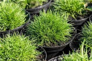 Festuca gautieri 'Pic Carlit' - Zwergiger Bärenfell-Schwingel 'Pic Carlit'