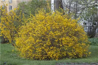 Forsythia x intermedia 'Spectabilis' - Forsythie 'Spectabilis'