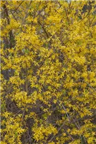 Forsythia x intermedia 'Spectabilis' - Forsythie 'Spectabilis'