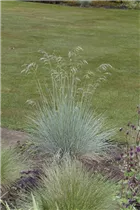 Festuca glauca - Blau-Schwingel Festuca glauca - Blau-Schwingel
