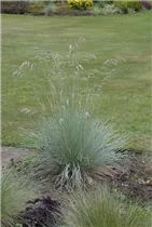 Festuca glauca - Blau-Schwingel Festuca glauca - Blau-Schwingel
