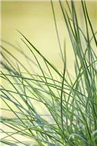 Festuca glauca 'Compact Blue' - Blau-Schwingel 'Compact Blue' Festuca glauca 'Compact Blue' - Blau-Schwingel 'Compact Blue'