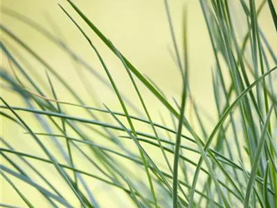 Festuca glauca 'Compact Blue' - Blau-Schwingel 'Compact Blue' Festuca glauca 'Compact Blue' - Blau-Schwingel 'Compact Blue'