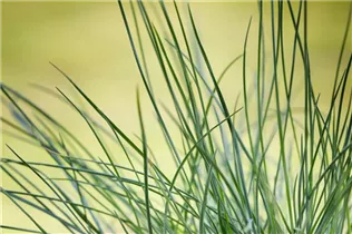 Festuca glauca 'Compact Blue' - Blau-Schwingel 'Compact Blue' Festuca glauca 'Compact Blue' - Blau-Schwingel 'Compact Blue'