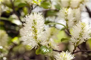 Fothergilla gardenii - Zwerg-Federbuschstrauch