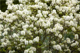 Fothergilla gardenii - Zwerg-Federbuschstrauch