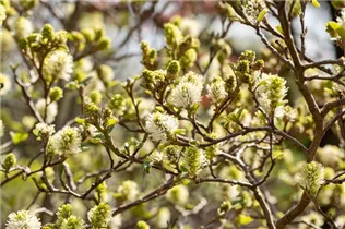 Fothergilla gardenii - Zwerg-Federbuschstrauch