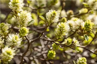 Fothergilla gardenii - Zwerg-Federbuschstrauch