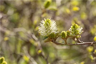 Fothergilla gardenii - Zwerg-Federbuschstrauch