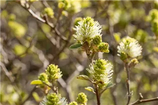 Fothergilla gardenii - Zwerg-Federbuschstrauch