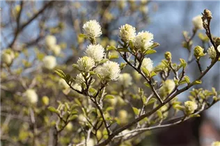 Fothergilla gardenii - Zwerg-Federbuschstrauch