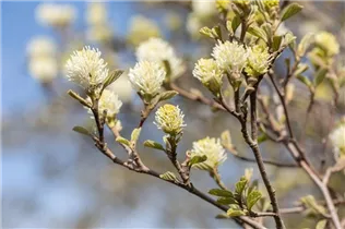 Fothergilla gardenii - Zwerg-Federbuschstrauch