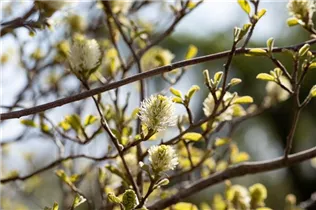 Fothergilla gardenii - Zwerg-Federbuschstrauch