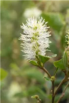 Fothergilla gardenii 'Blue Shadow' - Zwerg-Federbuschstrauch Fothergilla gardenii 'Blue Shadow' - Zwerg-Federbuschstrauch