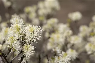 Fothergilla major - Großer Federbuschstrauch Fothergilla major - Großer Federbuschstrauch
