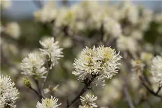 Fothergilla major - Großer Federbuschstrauch Fothergilla major - Großer Federbuschstrauch