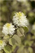 Fothergilla major - Großer Federbuschstrauch Fothergilla major - Großer Federbuschstrauch
