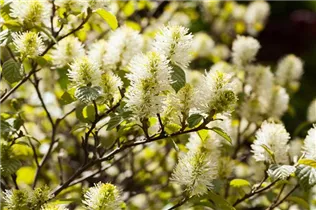 Fothergilla major - Großer Federbuschstrauch Fothergilla major - Großer Federbuschstrauch