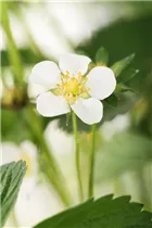 Fragaria moschata - Zimterdbeere Fragaria moschata - Zimterdbeere