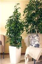 Ficus benjamina 'Danielle' - Birken-Feige 'Danielle' Ficus benjamina 'Danielle' - Birken-Feige 'Danielle'