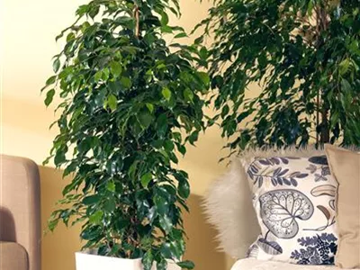 Ficus benjamina 'Danielle' - Birken-Feige 'Danielle' Ficus benjamina 'Danielle' - Birken-Feige 'Danielle'