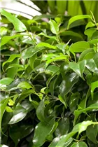 Ficus benjamina 'Danielle' - Birken-Feige 'Danielle' Ficus benjamina 'Danielle' - Birken-Feige 'Danielle'