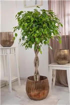 Ficus benjamina 'Exotica' - Birken-Feige 'Exotica' Ficus benjamina 'Exotica' - Birken-Feige 'Exotica'