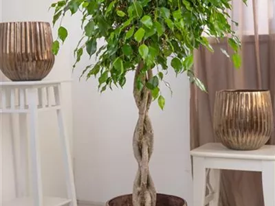 Ficus benjamina 'Exotica' - Birken-Feige 'Exotica' Ficus benjamina 'Exotica' - Birken-Feige 'Exotica'