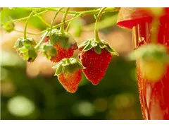 Fragaria vesca 'Lucky Berry'® - 4-Monatserdbeere 'Lucky Berry'® Fragaria vesca 'Lucky Berry'® - 4-Monatserdbeere 'Lucky Berry'®