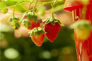 Fragaria vesca 'Lucky Berry'® - 4-Monatserdbeere 'Lucky Berry'® Fragaria vesca 'Lucky Berry'® - 4-Monatserdbeere 'Lucky Berry'®
