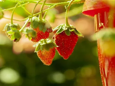 Fragaria vesca 'Lucky Berry'® - 4-Monatserdbeere 'Lucky Berry'® Fragaria vesca 'Lucky Berry'® - 4-Monatserdbeere 'Lucky Berry'®